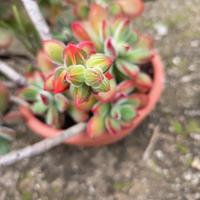 talea pianta grassa 