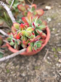 talea pianta grassa 