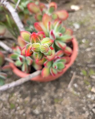 talea pianta grassa 