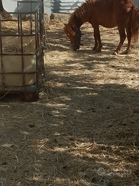 Pony falabella