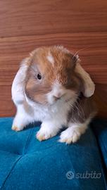 Stupendo cucciolo coniglio ariete nano marrone