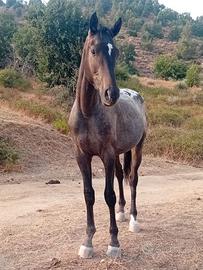 Cavallo puledro appaloosa