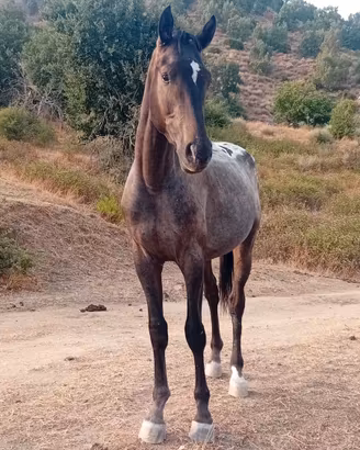 Cavallo puledro appaloosa