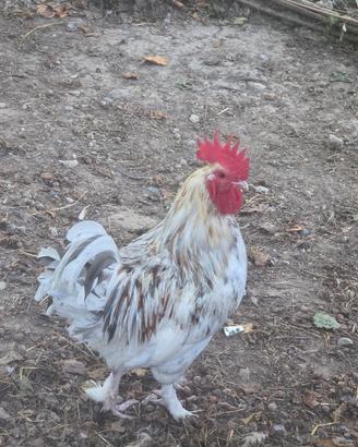 Galline