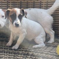 Jack Russell