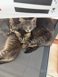 Gattini di due mesi