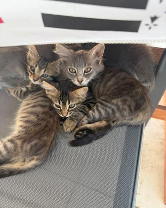 Gattini di due mesi