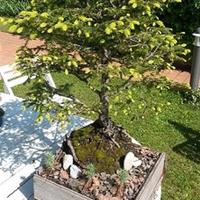 Alberello bonsai