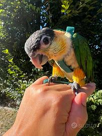 Caicco a testa nera allevato a mano