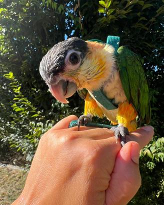 Caicco a testa nera allevato a mano