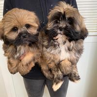 Lhasa apso