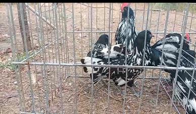 Galline barbute di Turingia nane