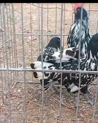 Galline barbute di Turingia nane