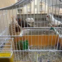 Coppia bengalini mandarini