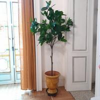 ficus artificiale 180 x90