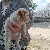 Femmina di lagottina