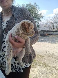 Femmina di lagottina