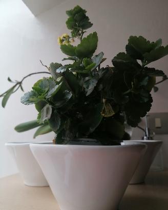 3 vasi coprivaso di ceramica 
