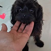 MALTIPOO MINITOY femminuccia nera