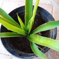 PIANTA YUCCA