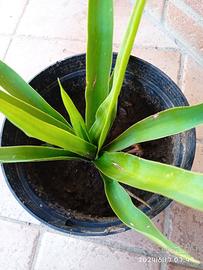 PIANTA YUCCA