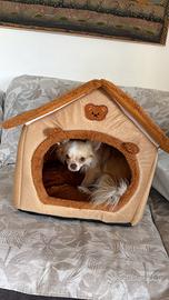 Stallone chihuahua per monta - Pedigree