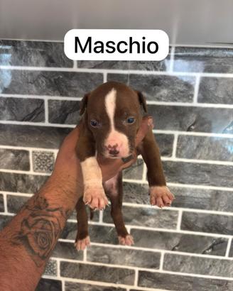 Pitbull ukc