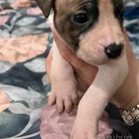 Cuccioli di pitbull (amstaff)