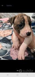 Cuccioli di pitbull (amstaff)