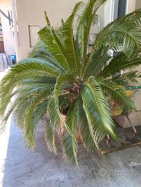 Cycas Revoluta XXL adulta – Esemplare molto grande
