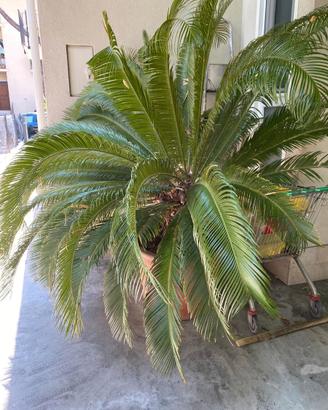 Cycas Revoluta XXL adulta – Esemplare molto grande
