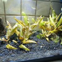 Cryptocoryne
