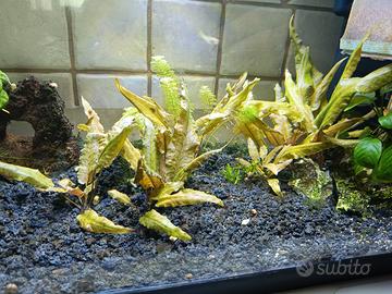 Cryptocoryne