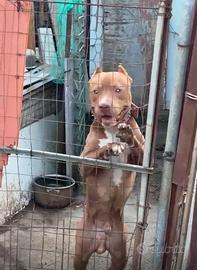 Pitbull