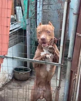 Pitbull
