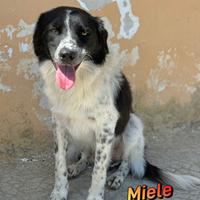 Miele