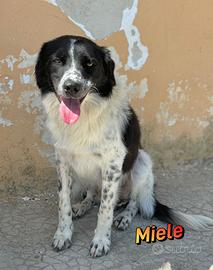 Miele