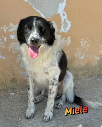 Miele