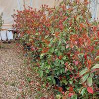 photinia volcano