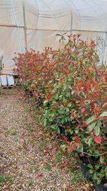 photinia volcano