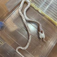 Serpenti del grano guttate baby, adulti/proven