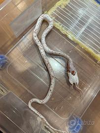 Serpenti del grano guttate baby, adulti/proven