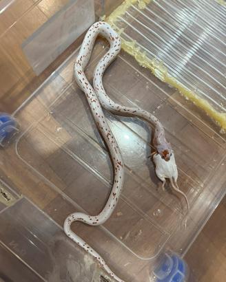 Serpenti del grano guttate baby, adulti/proven