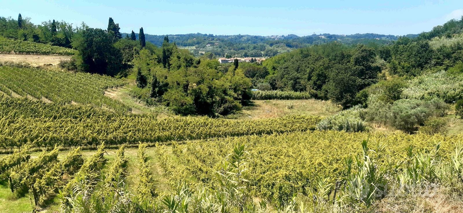 VIGNETI BIO in PRODUZIONE mq.54.400 - Terricciola - Vista 2