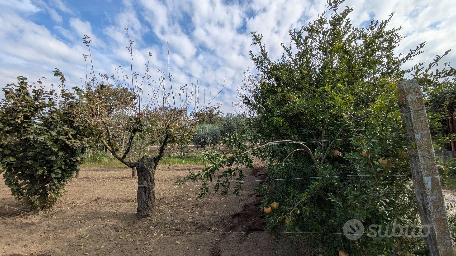 terreno con diversi alberi da frutta - Altro