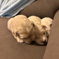 Cuccioli di maltipoo