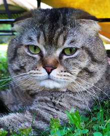 Accoppiamento monta maschio scottish fold