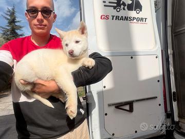 Siberian Husky con pedigree enci