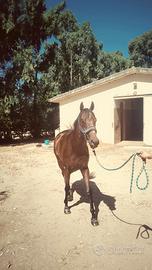 Cavallo