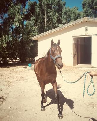Cavallo
